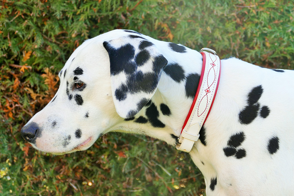Hundehalsband weiss-rot mit Ziernaht